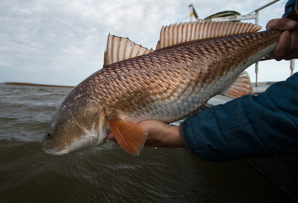 Muddy Waters, Clear Catches: Catching Redfish in Estuaries